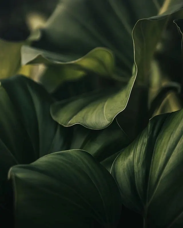 Macro Foliage Detail