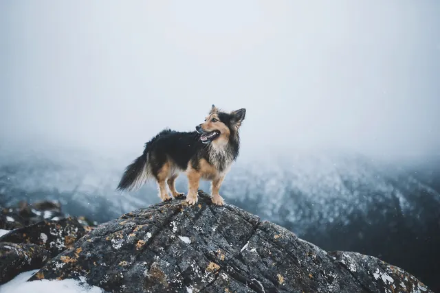 Dog on Snowy Mountain Peak