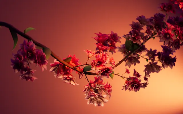 Pink Cherry Blossom Branch