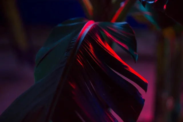 Neon Lit Tropical Leaf