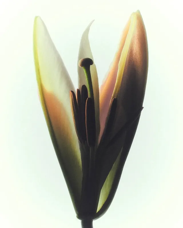 Macro Flower Petal Study