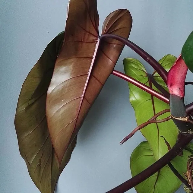 Tropical Foliage Close-up