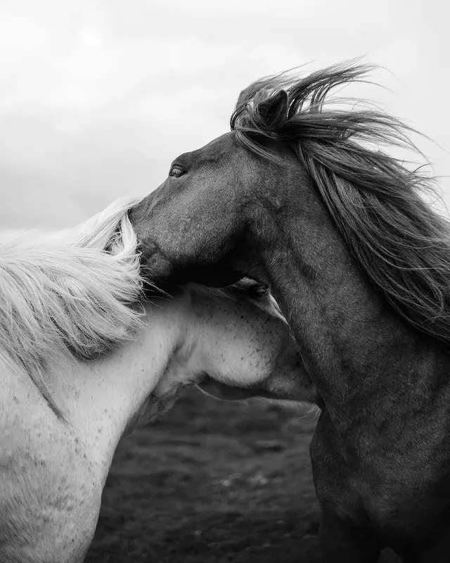 Black and White Horse Interaction