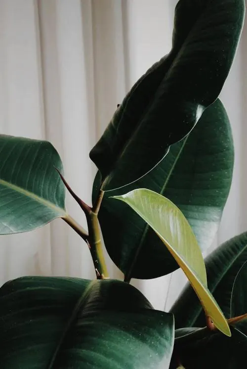Rubber Plant Leaf Detail