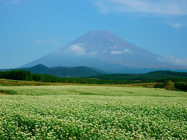 Mountain Landscape with Flower Field