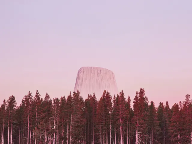 Pink Forest and Structure
