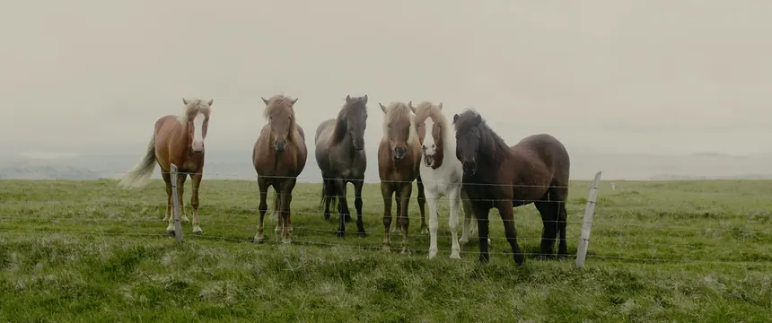 Horses in a Field