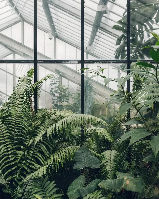Greenhouse Interior with Ferns