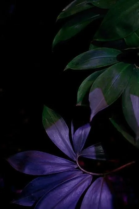 Purple Leaf Macro Photography
