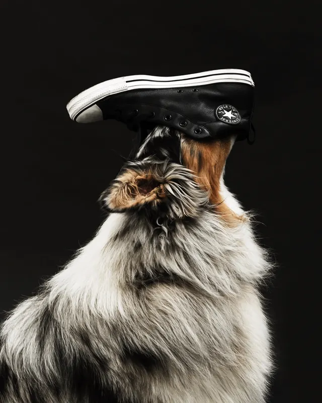 Dog balancing Converse on its nose, photographic, minimal, dark