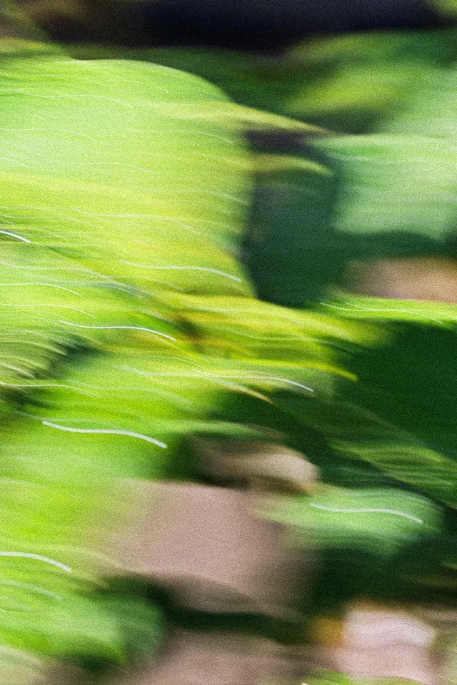 ICM motion blur grass landscape, abstract, organic, vibrant