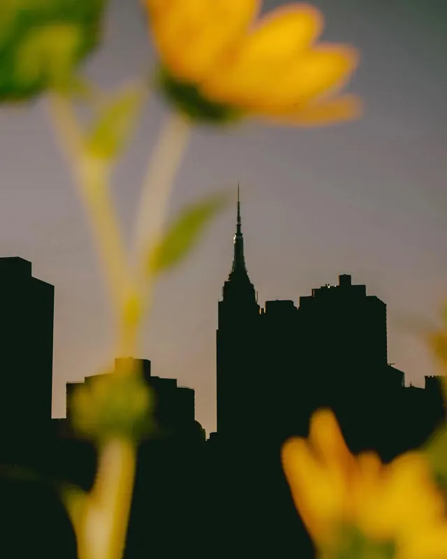 Empire State silhouette through sunflower bokeh, photographic, organic, muted