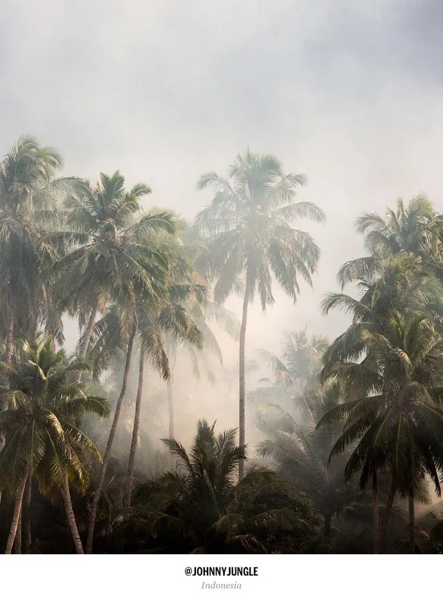 Tropical Mist Landscape