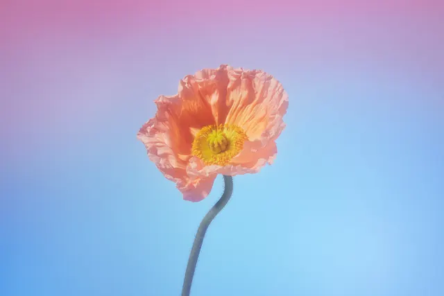 Peach poppy on gradient, minimal, photographic, pastel