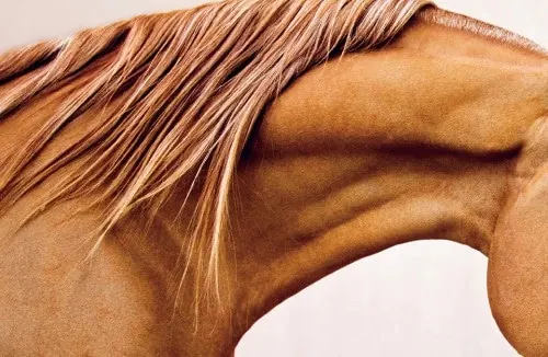 Horse neck and mane close-up, minimal, photographic, warm