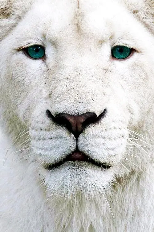 White Lion Close-up