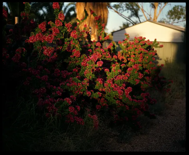Flowering Bush at Dusk, photographic, organic, vibrant