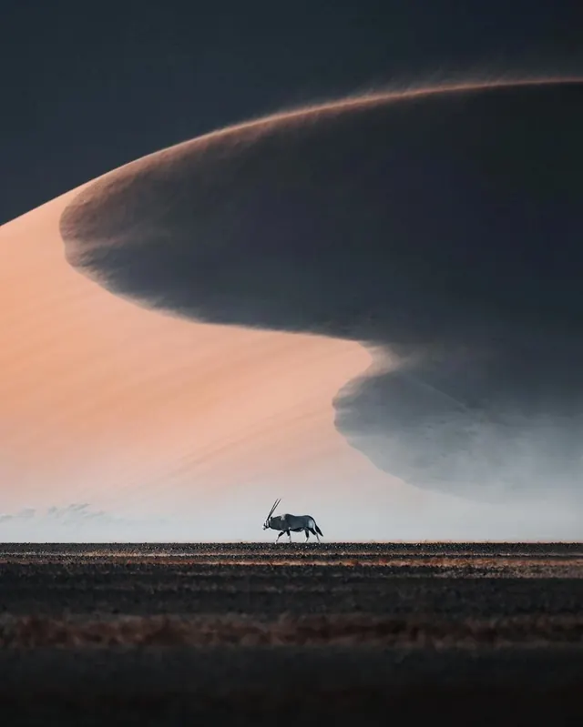 Lone Horse in Stormy Landscape