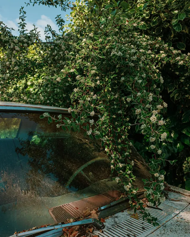 Overgrown Greenhouse Structure