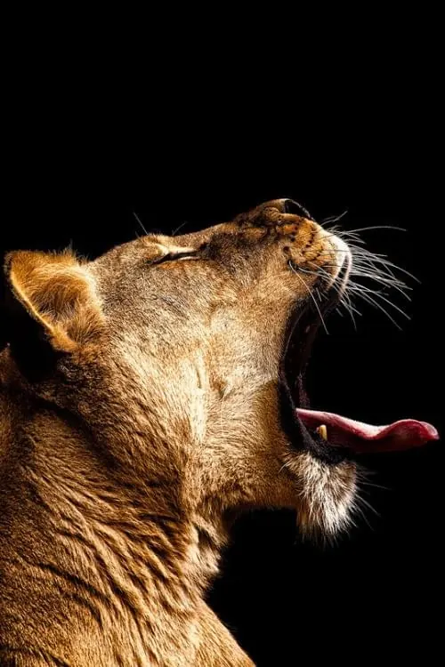 Lion Portrait