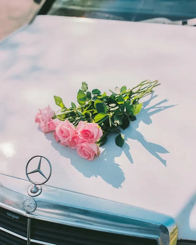 Pink roses on white Mercedes hood, minimal, photographic, light