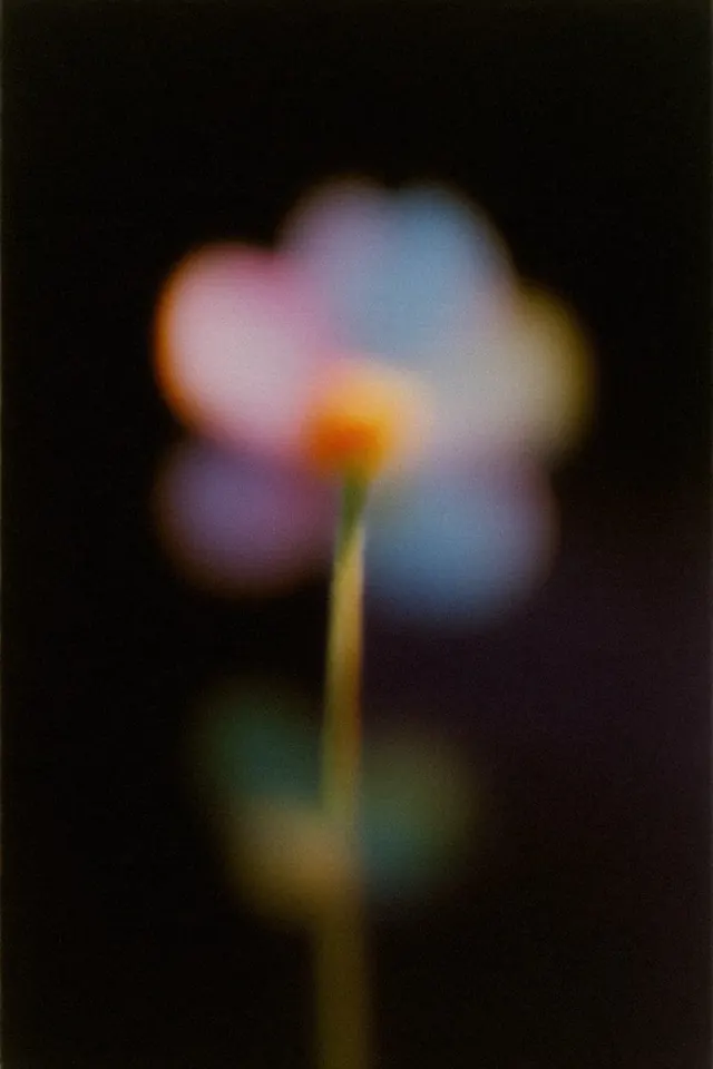 Blurred Floral Macro