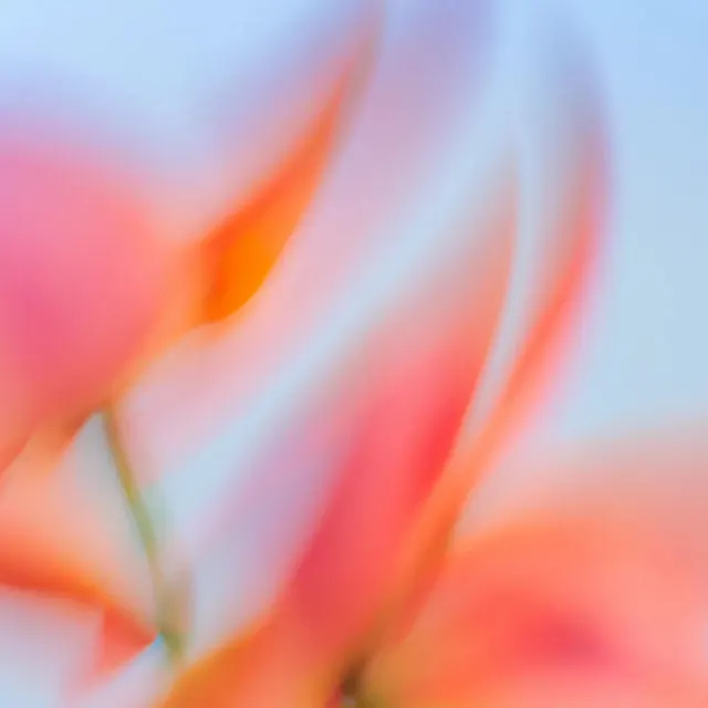 Abstract Floral Motion
