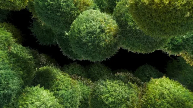 Dense Green Foliage