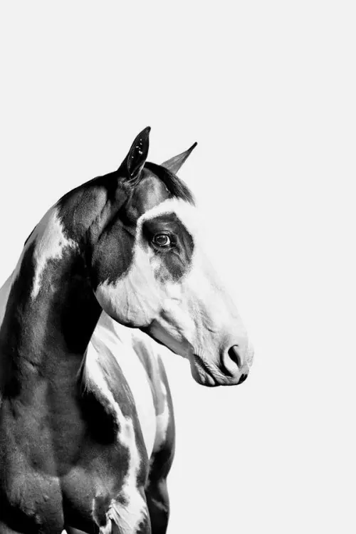 Horse Portrait