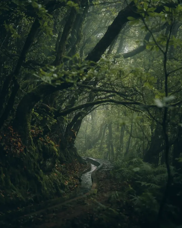 Misty Forest Path