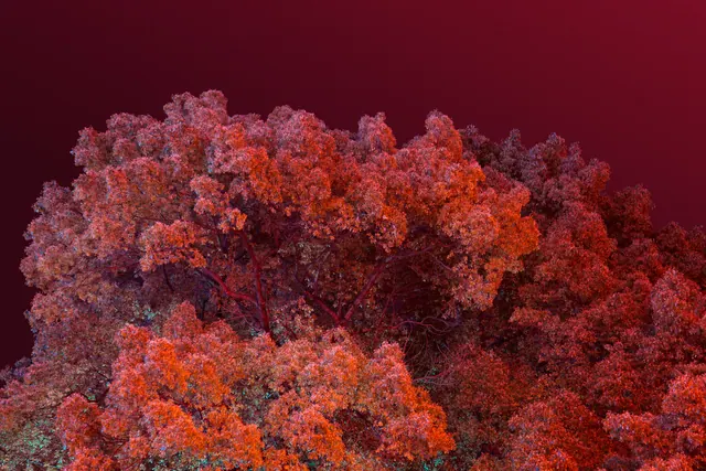 Red Coral Texture