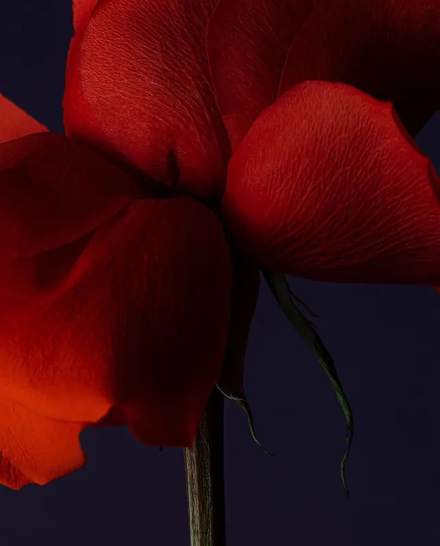 Red Poppy Close-up