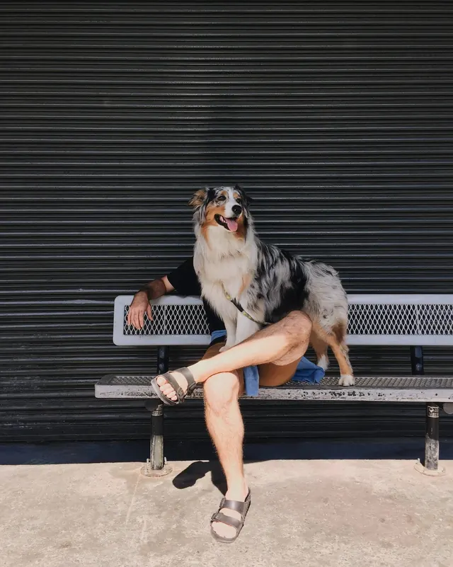 Dog and Person on Bench