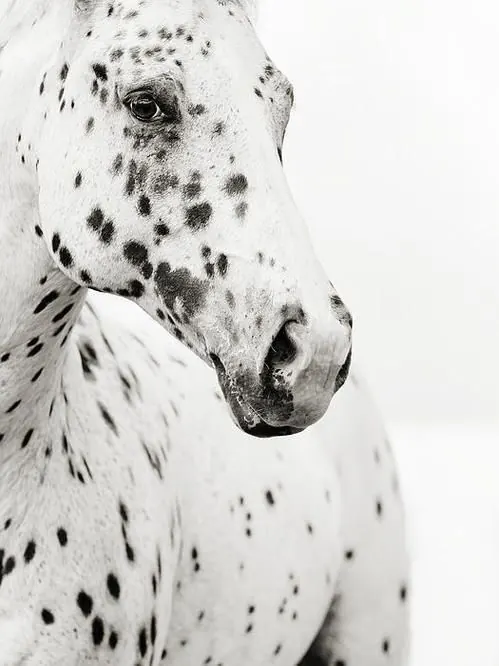 Close-up of a Dalmatian Dog