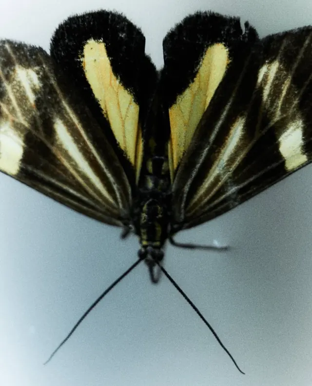 Butterfly Macro Photography