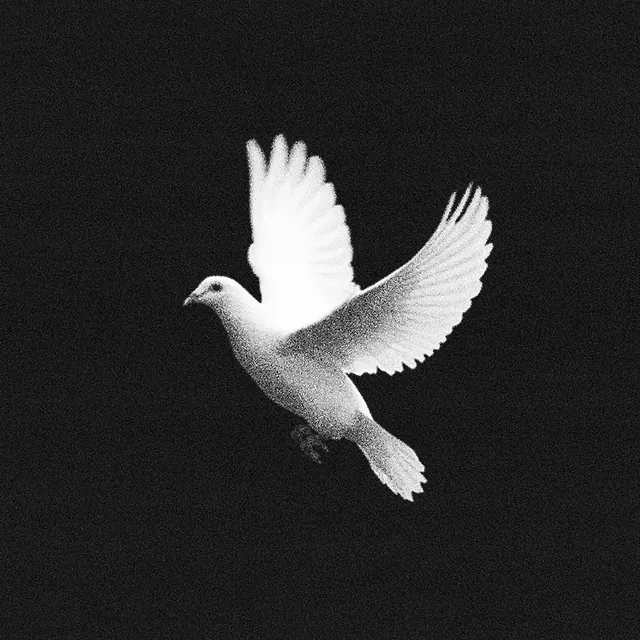 White Dove on Black Background