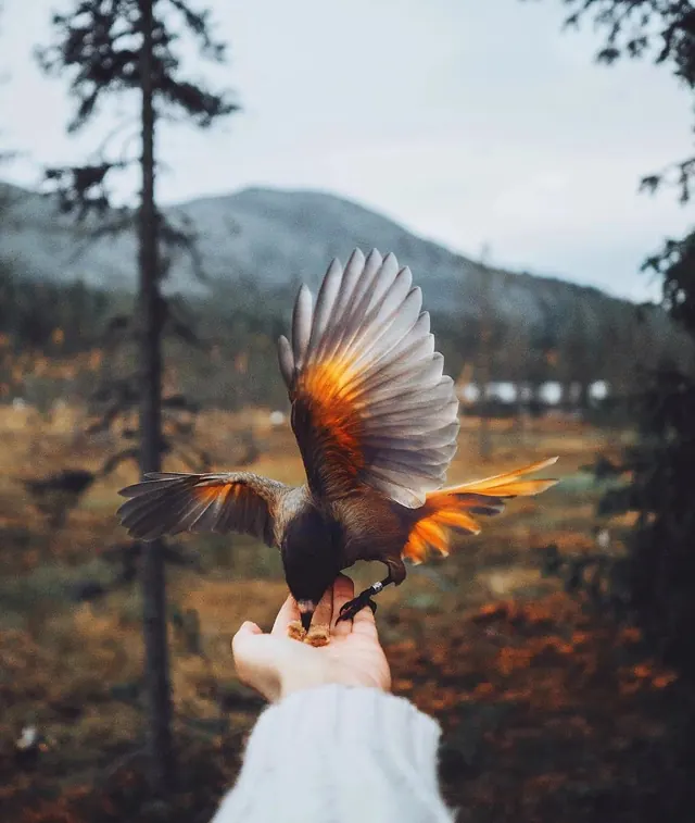 Bird on Hand Photography