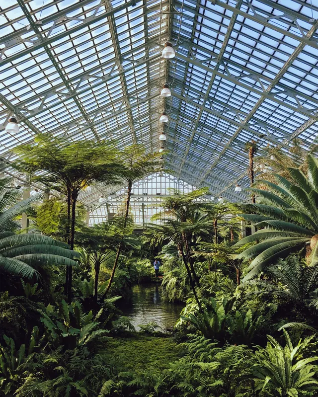Lush glasshouse interior with ferns, photographic, organic, light