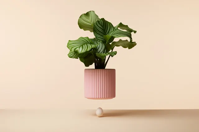 Monstera Plant in Ribbed Vase