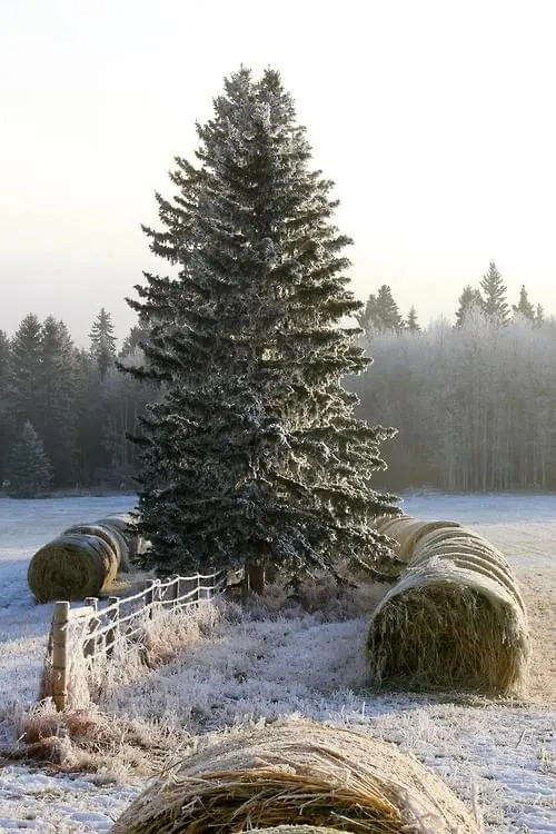 Snowy Pine Forest Landscape