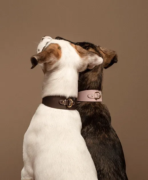 Dog Portrait with Branded Collars