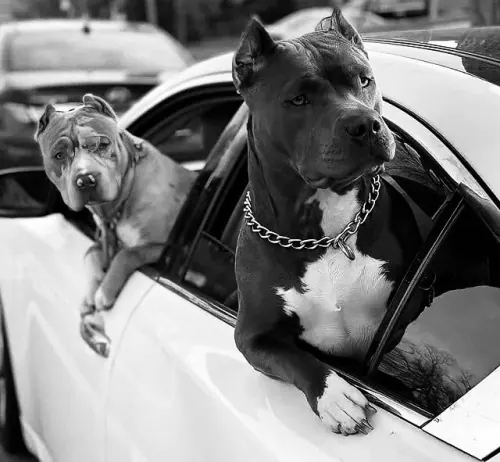 Dogs in Car