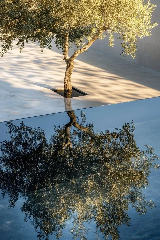 Reflective Tree Landscape