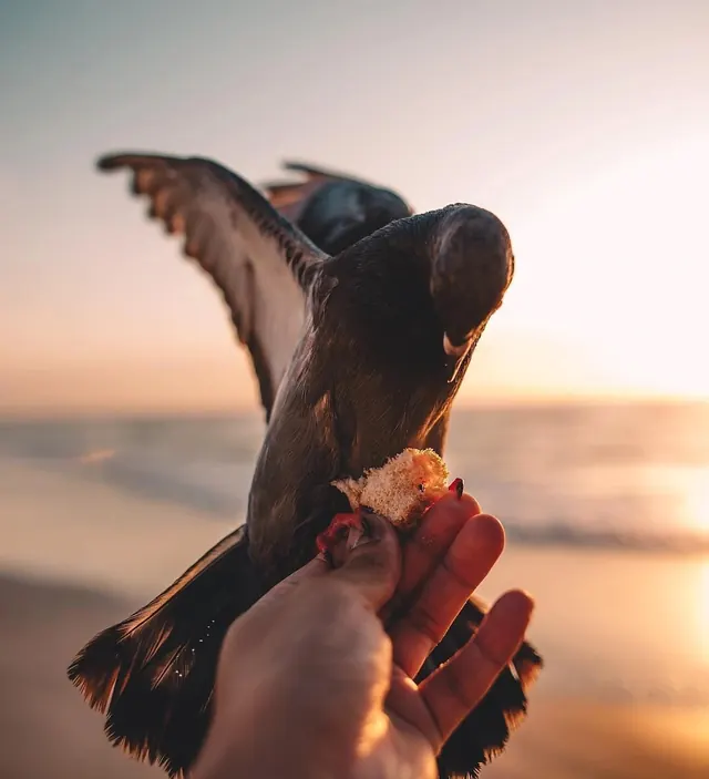 Bird in Human Hands