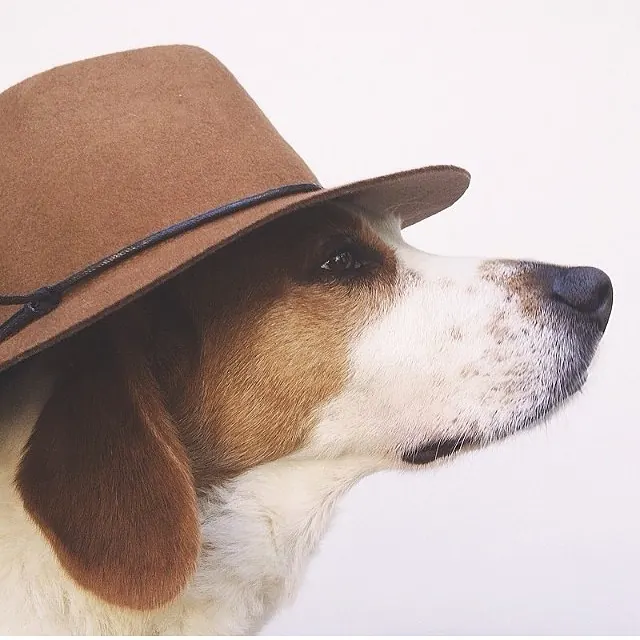Dog in Brown Hat