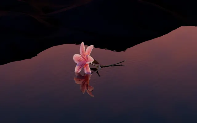 Pink Flower Reflection