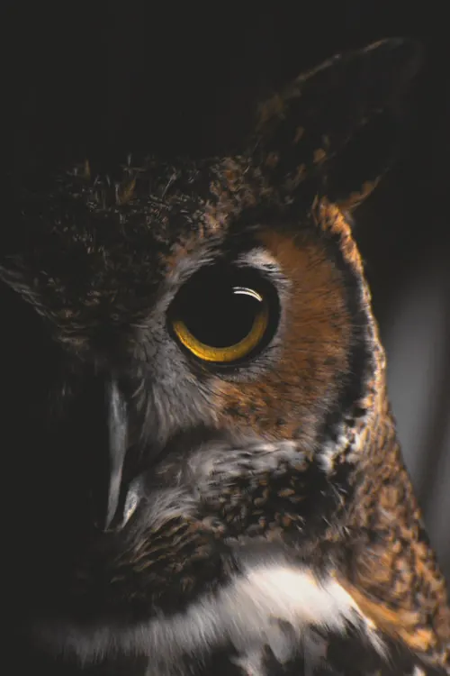 Close-up portrait of great horned owl, photographic, dark
