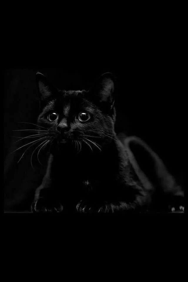 Black and White Cat Portrait