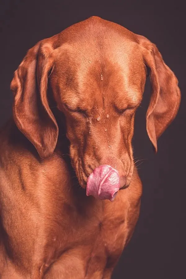 Close-up Portrait of a Vizsla Dog