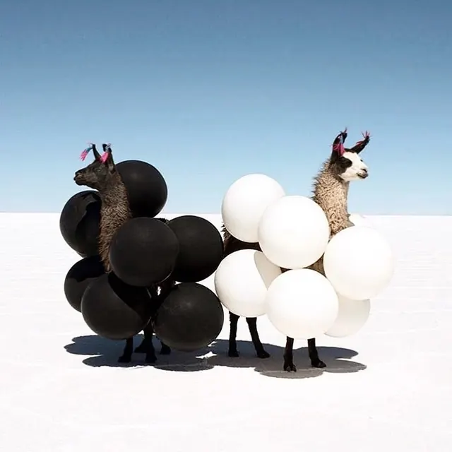 Two llamas covered in black and white balloons in snow, photographic, playful, light